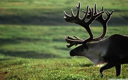 Moose 4k Caribou Wallpapers Desktop Reindeer Wide