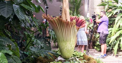 The corpse flower, also known as a titan arum (amorphophallus titanum) is a plant that is native to as well as having a spectacular bloom, the corpse flower has a fascinating life cycle. Corpse flower blooms for first time in 18 years at Meijer ...