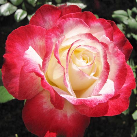Double Delight Hybrid Tea Rose In Hybrid Tea Roses Tea Roses