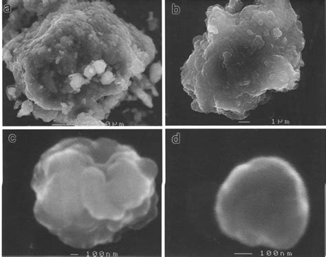 Sem Images Of The Smectite Clay At Different Magnifications Note That