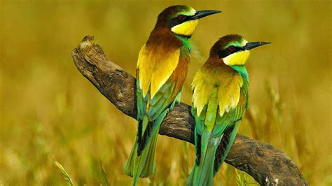 Beautiful Colorful Birds On A Branch Desktop Wallpaper Hd Free Download2560x1600