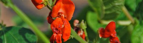 Scarlet Runner Bean Colorful Edible With Great Hummingbird Appeal
