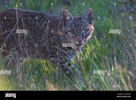 A Stalking Wild Bobcat Lynx Rufus Looking At The Camera As It Hunts