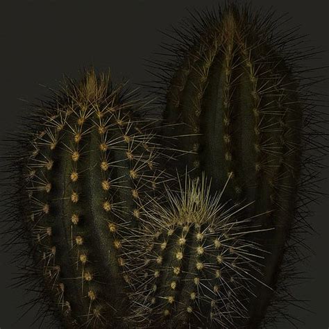 Cactus5peterlippmann Cactus Fine Art Still Life Photography