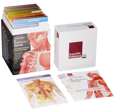 Anatomy And Physiology Flash Cards Angus And Robertson