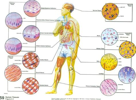 Human Tissue Human Tissues Human Tissue Human Body Education