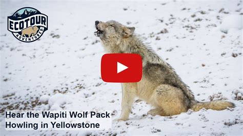 Why Do Wolves Howl YouTube