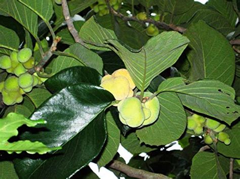 Plant House Live Badhal Artocarpus Lacucha Barhar Monkey Jack Fruit