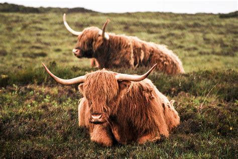 Animal Highland Cattle 4k Ultra Hd Wallpaper