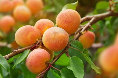 Ripe Fresh Juicy Apricots On A Branch With Green Leaves Stock Image