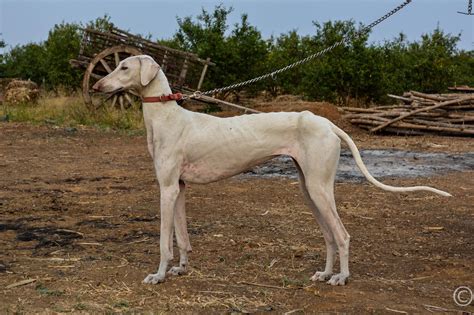 20 Best Indian Dog Breeds You Should Check Out 𝗨𝗟𝗧𝗜𝗠𝗔𝗧𝗘