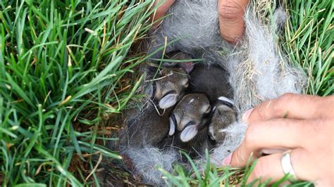 Baby Bunnies Found In Grass Baby Bunnies Bunny Nest Youtube