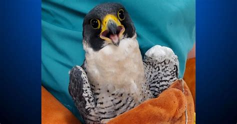 Famous Falcon At Uc Berkeley Recovering At Lindsay Wildlife Hospital