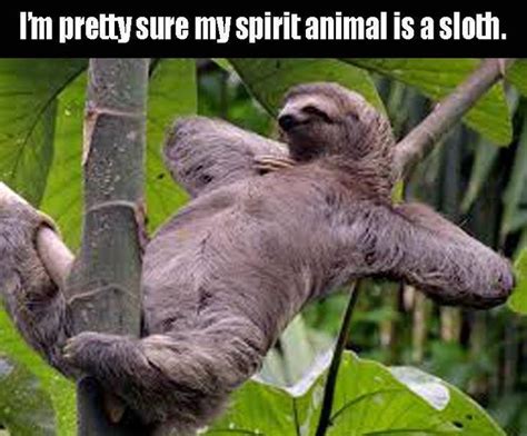 Sloths Funny