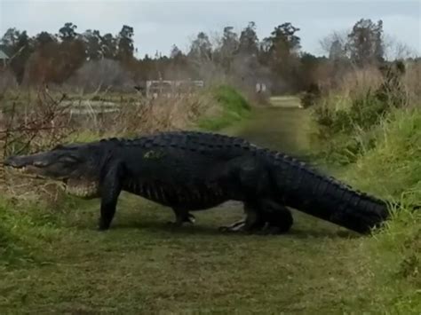 Massive 4m Alligator Spotted On Florida Reserve Video
