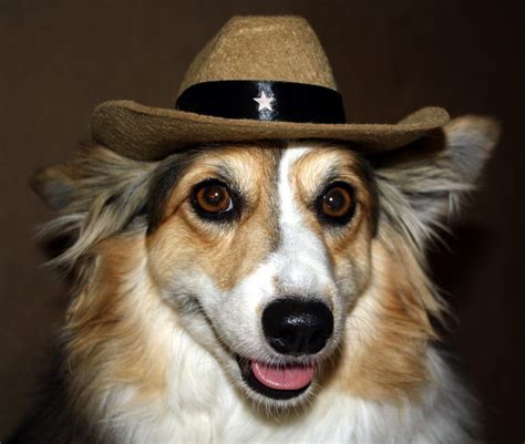 Pin By Alicia Hodgdon On Animals I Do Know Cowboy Hats Hats Fashion