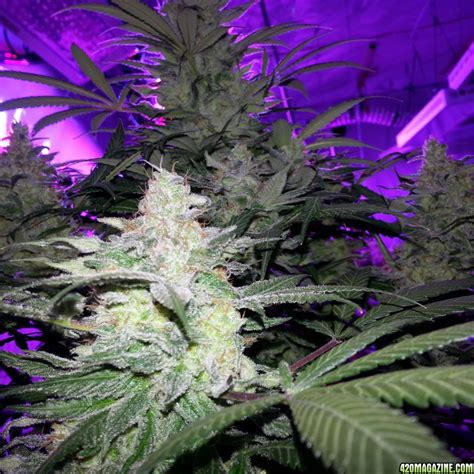 High to low dominator series Plants grown with Lush Lighting LED grow lights from ...