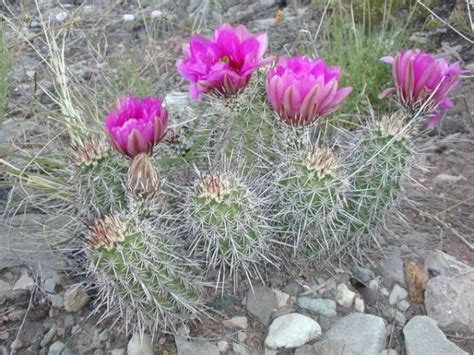 Ascites can lead to bacterial peritonitis, a serious infection. Benefits Of Removing Unwanted Cacti