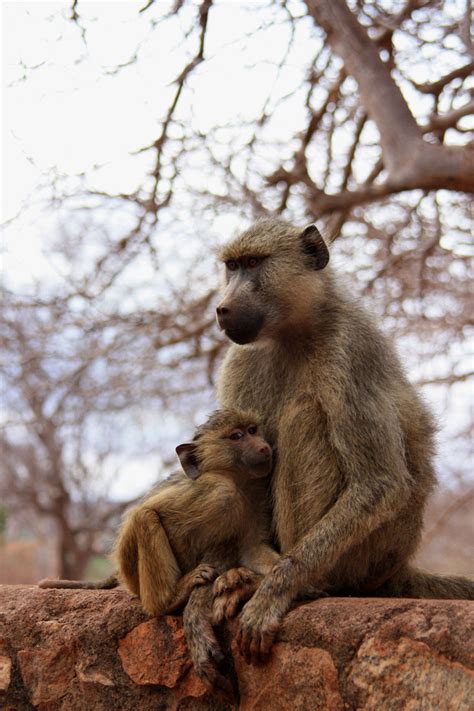 Monkey With Baby Free Stock Photo Public Domain Pictures