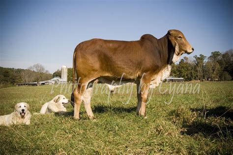 Learn about brahman cattle and what is like raising this very unique, intelligent cattle breed in an all new meet my neighbor with briles farm. Young Red American Brahman Bull and his buddies, two young Great Pyrenees pups. | American ...