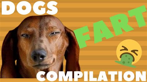 Funniest Dogs Farting 🐕💨 Dogs Farting Compilation Youtube