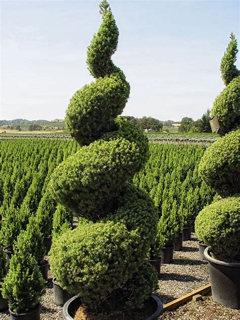 Celebrating With Spiral Topiaries Black Gold Topiary Garden Plants