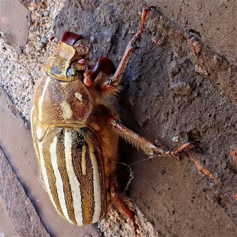 Polyphylla Decemlineata Ten Lined June Beetle 10000 Things Of The
