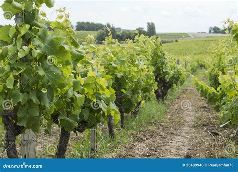 French Vineyard Stock Photo Image Of Summer Tree Trees 25489940