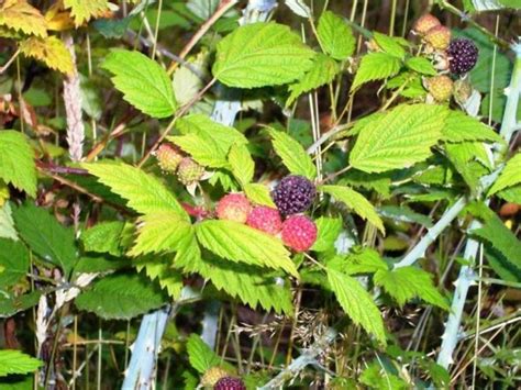 Edible Wild Berries Hubpages