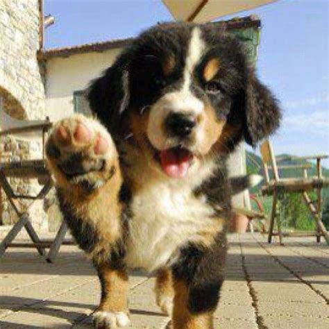 19 Bernese Mountain Puppies Who Just Want To Make Your Day Better