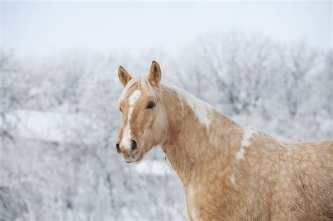Palomino Horse Info Pictures Temperament And Traits Pet Keen