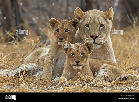 Lioness And 2 Cubs