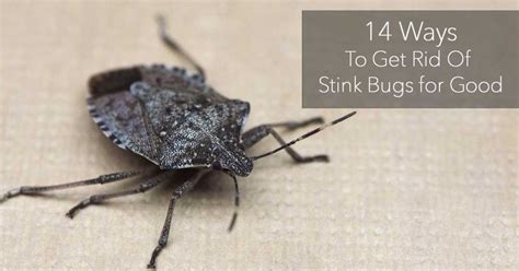 14 Ways How To Get Rid Of Stink Bugs In The Garden Stink Bugs Best
