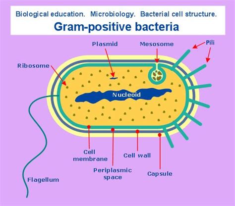 Science And Education Biology Biology Diagrams Teaching Science