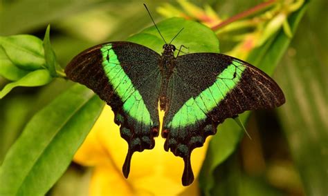 10 Most Amazing And Beautiful Butterflies In The World