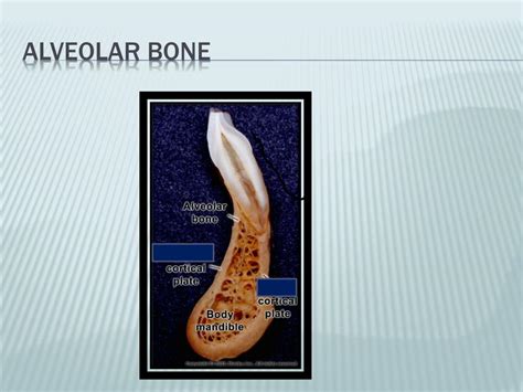 Ppt Alveolar Bone Powerpoint Presentation Free Download Id6806771