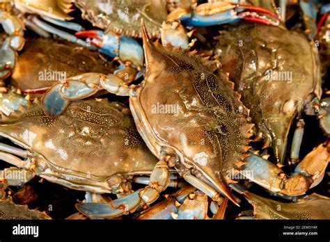 Blue Claw Crab Callinectes Sapidus Stock Photo Alamy