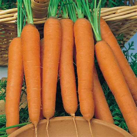 How To Grow Carrots In 5 Easy Steps A Free Step By Step Guide For