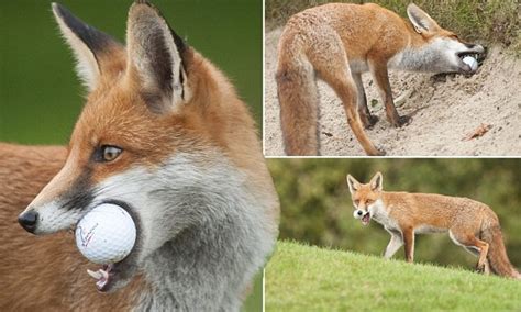 cheeky fox poaches golfers balls from course daily mail online
