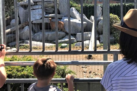 Cougar Mountain Zoo Interactive Fun For Animal Loving Kids Parentmap