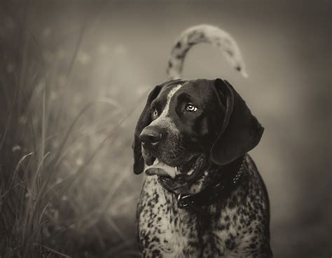 Black And White Bluetick Coonhound Dog Photo And Wallpaper Beautiful