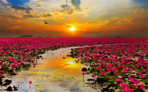 Wallpaper Lotus Flowers Sunset Hd Nature 5732
