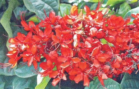 Clerodendrum Plant In Your Garden