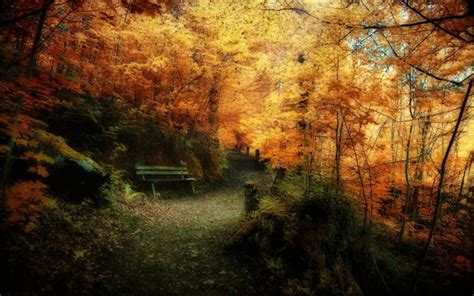 Landscapes Nature Trees Autumn Leaves Bench