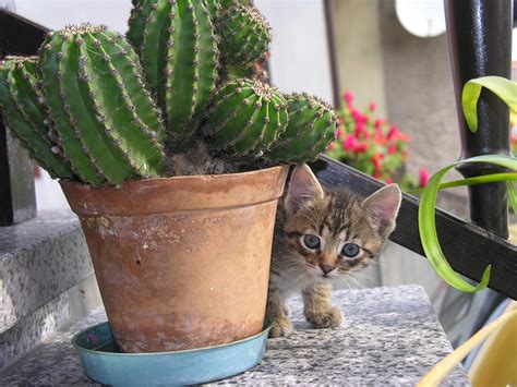 Cat Cactus Free Photo On Pixabay Pixabay