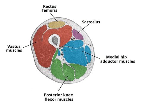Thigh Cross Section Labeled