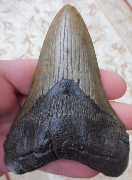 Large Megalodon Tooth Teeth For Sale Uk Megalodon And More Fossils