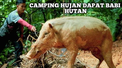 Camping Hari Hujan Di Hutan Dapat Babi Hutan Masak Dan Makan Di Hutan