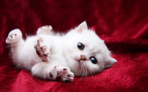 White Cats Are Beautiful 30 Photos Kitty Bloger