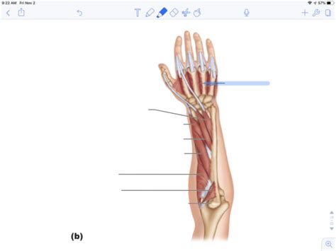 Upper Limb Diagrams Muscle Flashcards Quizlet